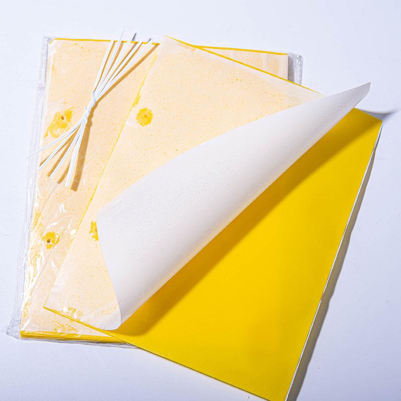 Bẫy côn trùng dính được sử dụng cho nhà kính trồng rau